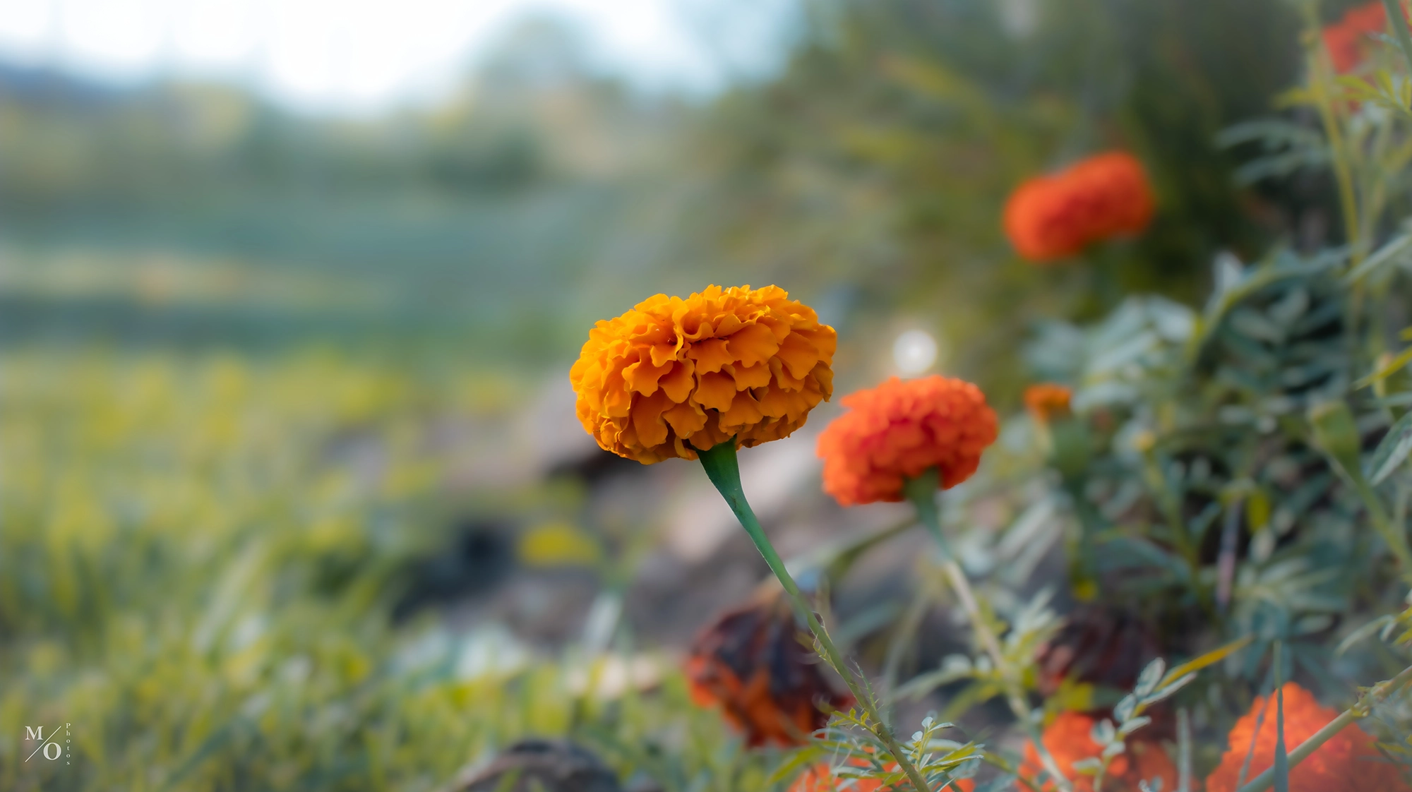 Traditional Photography